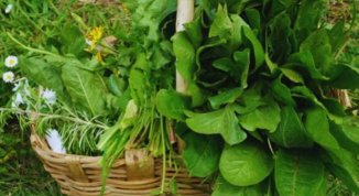 Riconoscimento di erbe spontanee con raccolta tra San Desiderio e Pomà