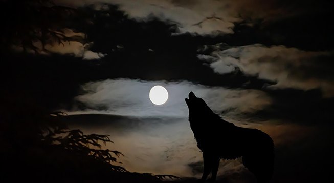 Lupo al chiaro di luna © Ri_Ya/pixabay.com