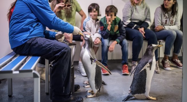 A tu per tu pinguini © Costa Edutainment