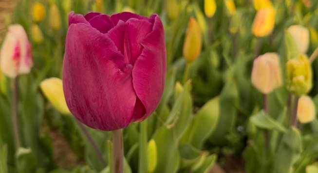 Shirin Tulipani