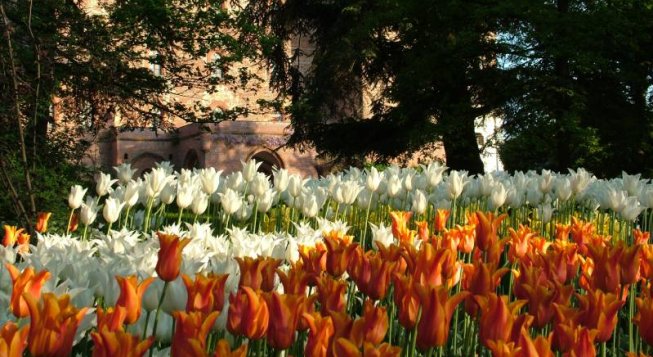 Messer Tulipano