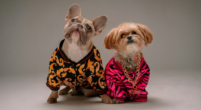 Cani © Karsten Winegeart / Unsplash