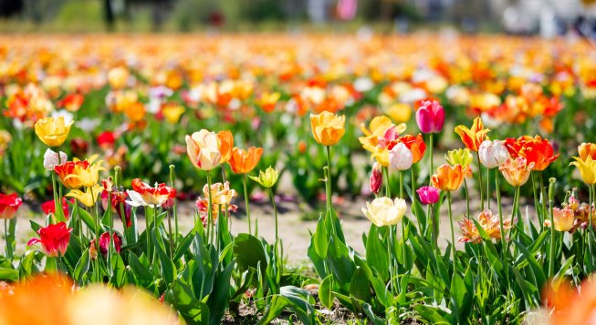 Agricola delle Meraviglie, campo di tulipani