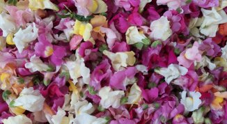 Fiori in tavola: la masterclass di Tastee.it