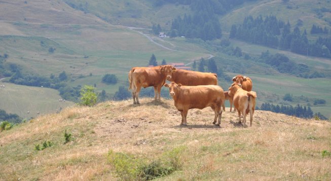 Mucche © facebook/Biodistretto VAL DI VARA. La valle del biologico