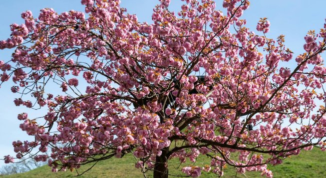 Ciliegi in fiore © Manish Jain / Pexels