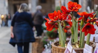 Flora et Decora 2026, mostra mercato florovivaistica di primavera