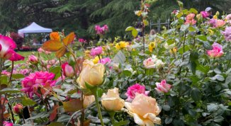 FlorArte Arenzano 2026 con mostre, mercato di piante e fiori, gastronomia ed eventi