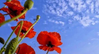 immagine notizia Mentelocale web Torino