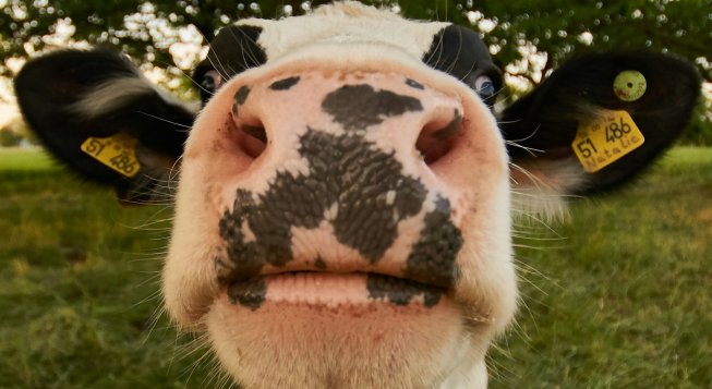 Mucca © Wolfgang Hasselmann / Unsplash