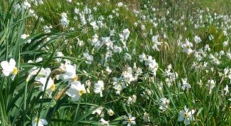 Narcisi e altre fioriture sul Monte Fasce, escursione da Apparizione