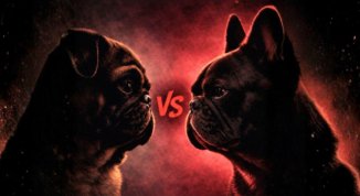 Carlini vs Bulli: la sfida canina più divertente dell'anno