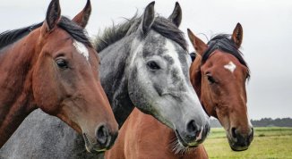 Fiera del Bestiame a Uscio 2026 con mercatini, animali e stand gastronomici