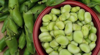 Sagra delle Fave a San Bernardo 2026