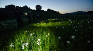Narciso Night 2026: escursione al Pian della Cavalla dal tramonto alle stelle