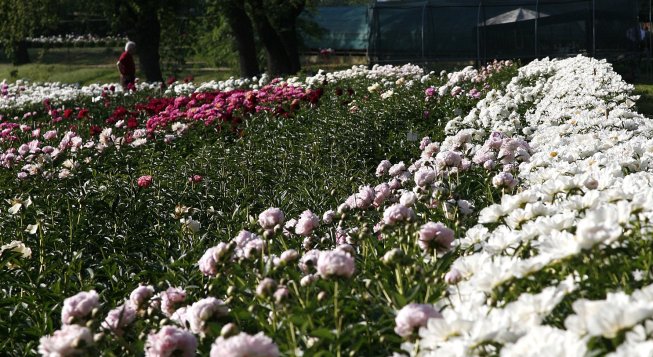 Peonie in fiore a Carmagnola