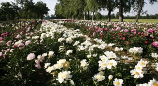 Peonie in Fiore 2026 a Carmagnola