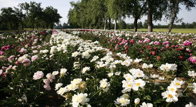 Peonie in fiore a Carmagnola