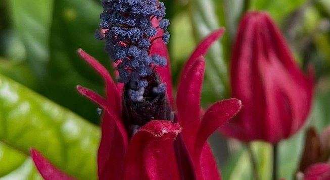 ©facebook.com/ortobotanicodigenova