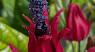 Verde Ovunque, il primo festival della biodiversità all'Orto Botanico