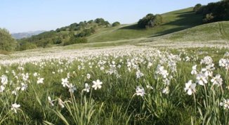 Fioritura dei narcisi nell'Antola: l'anello di Fontanarossa fino al Pian della Cavalla