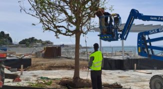 Parco Urbano in piazzale Kennedy a Genova: piantati i primi alberi. Specie e tempistiche