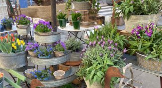 Cesarea in Fiore 2026: fiori, dj set, auto d'epoca e prodotti tipici
