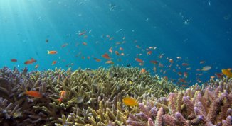 One Ocean Week 2026: talk, proiezioni e incontri su sostenibilità, biodiversità marina e cambiamento climatico