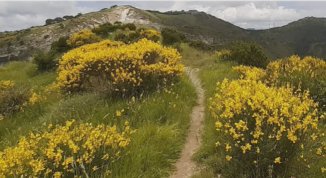 Trekking olistico della ginestra con visita guidata a Forte Puin