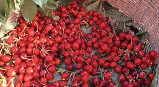 Sagra della ciliegia e focaccette a Capreno di Sori 2026