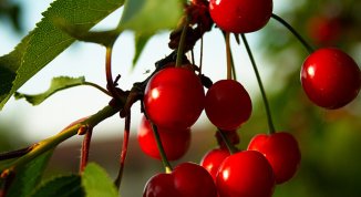 Sagra dell’amarena 2026 di Trofarello: stand gastronomici, serate danzanti ed eventi