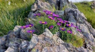L'Alta Via in Fiore, escursione gratuita tra le fioriture nel Beigua