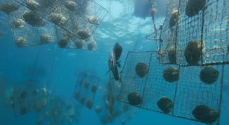 Laddove si trovano i riflessi del mare: perle e madreperle, incontro con Tony Di Natale