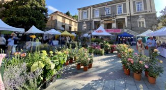 Festa delle Rose a Busalla 2026 con sagra, mercati di prodotti tipici, eventi e novità