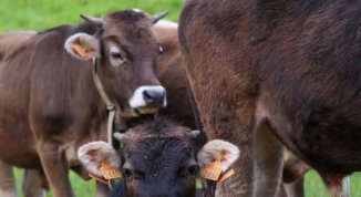 Festival della Cabannina 2026 a Serra Riccò con prodotti locali, aperitivo gratuito e animali