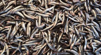 Sagra dell'Acciuga di Monterosso 2026 con banco gastronomico ed eventi