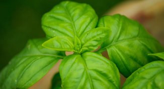 Festa del Basilico ad Arenzano 2026