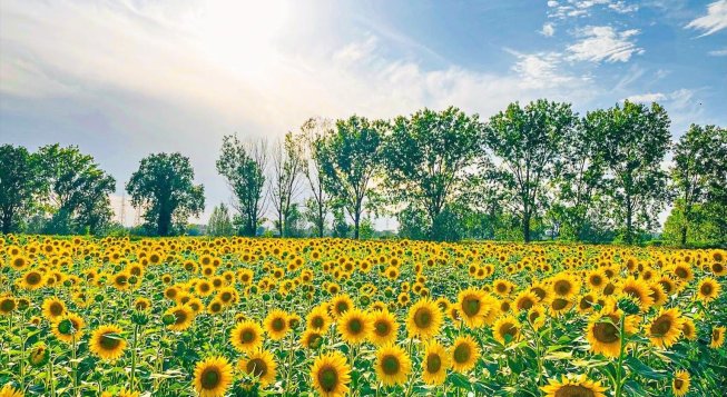 Girasoli all'Oasi Ca' Granda