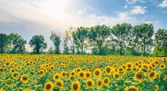 Campo dei Girasoli all'Oasi Ca' Granda, con labirinto di fiori, aree relax e picnic al tramonto