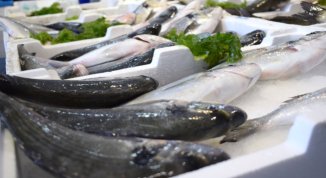  Pesce, tra tradizioni e sostenibilità: passeggiata interculturale tra i vicoli del centro storico di Genova 