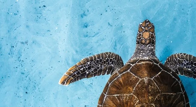 Ocean Film Festival