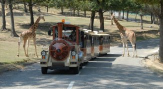 50º anniversario del Safari Park di Pombia: giornata speciale con incontri e laboratori per bambini