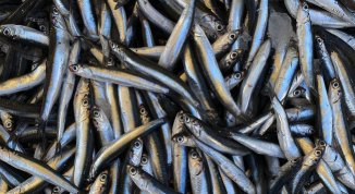 Sagra del Pesce Azzurro a Lavagna 2026 con acciughe e menù bimbi