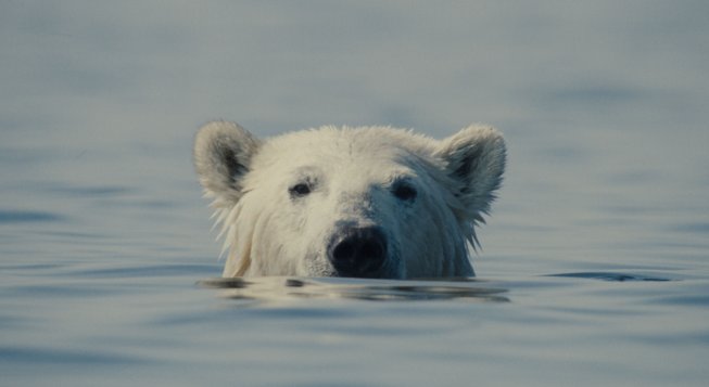 Nuisance Bear