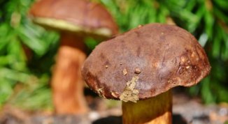 Fungolandia 2026: mostra micologica, degustazioni, escursioni, spettacoli e attività per famiglie