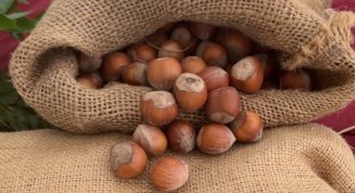 Fiera Nazionale della Nocciola di Cortemilia 2026: cibo, tradizioni e mercatino. Tra gli ospiti Samurai Jay e Luciana Littizzetto