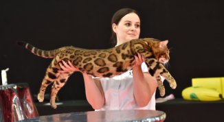 WorldCats Genova 2026, la mostra felina internazionale tra razze rare e sfilate