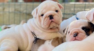 Quattrozampeinfiera alla Milano Beauty Week 2026: iniziative dedicate al benessere di cani e gatti 