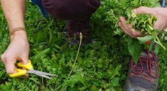 Anello del Lago Val Noci con riconoscimento e raccolta di erbe spontanee
