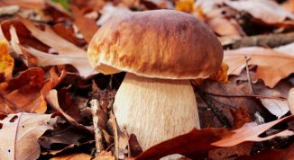 Sagra del Fungo a Torriglia 2026 con porcini e musica